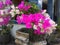 Bougainvillea Flowers v2