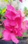 bougainvillea flowers that are very enchanting and soothing