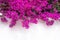 Bougainvillea flowers on white background. Abundant pink flowers on a wall