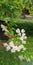 Bougainvillea flowers are white and red. there are green leaves and grass