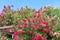 Bougainvillea in the Garden of Nations park in Torrevieja. Alicante, on the Costa Blanca. Spain.