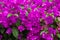 Bougainvillea glabra blooming purple flowers
