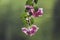 Bougainvillea glabra Choisy, beautiful pink blooming,