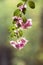 Bougainvillea glabra Choisy, beautiful pink blooming,