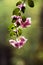 Bougainvillea glabra Choisy, beautiful pink blooming,