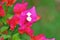 Bougainvillea glabra flower , the lesser bougainvillea or paperflower