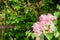 Bougainvillea glabra in garden.