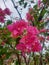 Bougainvillea glabra or in Indonesia called paper flower