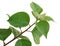 Bougainvillea Glabra Leaf