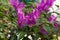 Bougainvillea Glabra Variegata