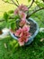 Bougainvillea green plants with lush leaves and red flowers have grown abundantly in a flower vase