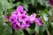 Bougainvillea hardy vine plant with magenta-scarlet bracts around yellow flowers surrounded with dark green leaves