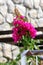 Bougainvillea hardy vine plant with pink bracts around small white flowers on traditional stone wall background
