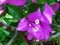 Bougainvillea has beautiful purple flowers in Thailand, beautiful, impressive, seen and happy every morning.