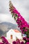 Bougainvillea and Holy Triad Monastery in Mesochori