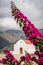 Bougainvillea and Holy Triad Monastery in Mesochori