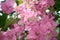 Bougainvillea \\\'Hugh Evans\\\' (Bougainvillea glabra) with Persian pink bracts : (pix Sanjiv Shukla)