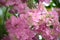 Bougainvillea \\\'Hugh Evans\\\' (Bougainvillea glabra) with Persian pink bracts : (pix Sanjiv Shukla)