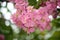 Bougainvillea \\\'Hugh Evans\\\' (Bougainvillea glabra) with Persian pink bracts : (pix Sanjiv Shukla)