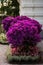 Bougainvillea large plant shaped as a tree