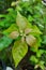 bougainvillea leaf shoots are light green yellowish