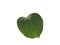 Bougainvillea leaf similar heart with blood vessels