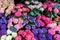 Bougainvillea in local flower market in france