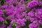 Bougainvillea macro close-up flower