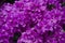 Bougainvillea macro close-up flower