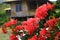 bougainvillea in the in the middle of a tea plantation