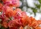 Bougainvillea orange bunch of flower close up with bokeh in background