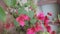 Bougainvillea ornamental vines, bushes, flowers