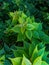 Bougainvillea ornamental vines leaves. Green leaf pattern and background