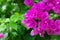 Bougainvillea outdoors. Flowering plant. Ornamental vine, bush. Pink flowers in a garden in summer. Nature wallpaper, floral