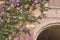 Bougainvillea over a brick arch