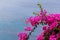 Bougainvillea over the ocean water in Greece.