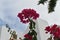 Bougainvillea and Palm Trees