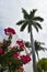 Bougainvillea and Palm Trees