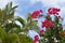 Bougainvillea and Palm Trees