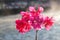 Bougainvillea or paper flower on canal background