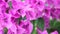 Bougainvillea paper flower stock footage HD