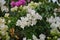 Bougainvillea  or paperflower, white flowers