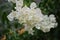 Bougainvillea  or paperflower,  white flowers. Green background