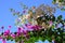 Bougainvillea  or paperflower,  white and fucsia flowers. Blue skies