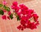 Bougainvillea pink