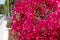 Bougainvillea with pink bracts. Blooming bougainvillea glabra. Flowering paperflower shrub
