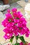 Bougainvillea pink branch flowers, paper flower branch