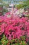 Bougainvillea pink bush flowers