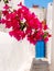 Bougainvillea pink flower, close up. Old beautiful Santorini street. Greece