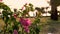 Bougainvillea. pink flower. flowers of Egypt. close-up. in the warm sunshine of the sunset.